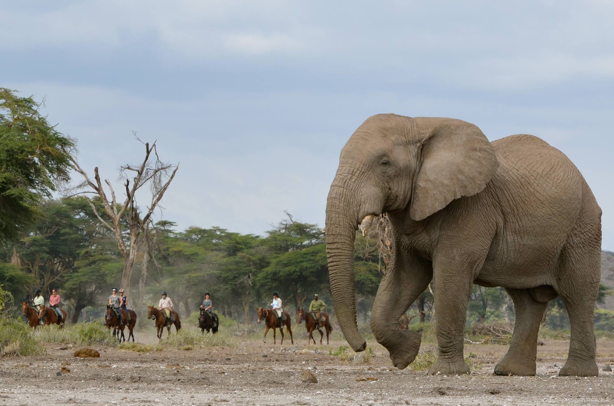 paardrijden tussen de olifanten in Botswana