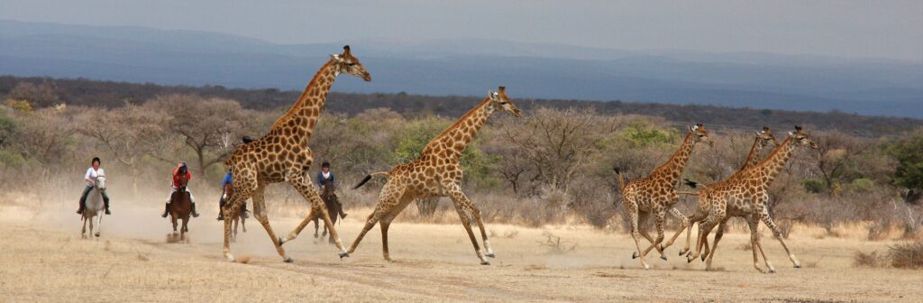 paardrijden in galop tussen de giraffen