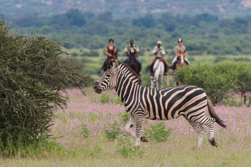 Paard ontmoet zebra in Zuid Afrika - Vakantie te paard / Reisbureau Perlan