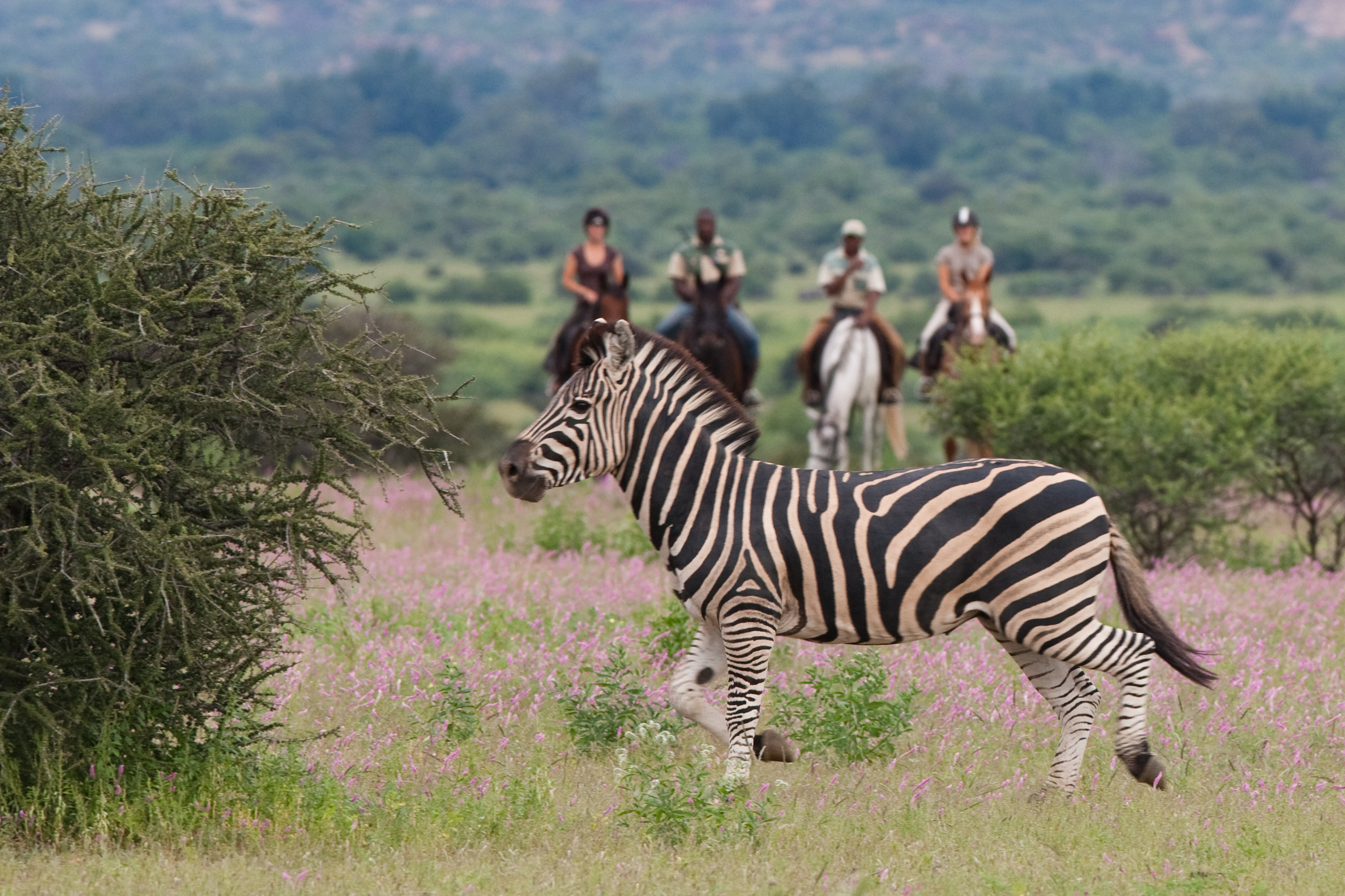 paardrijden tussen de zebra's in Botswana