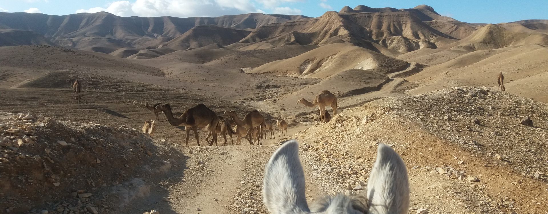 Woestijndieren onderweg