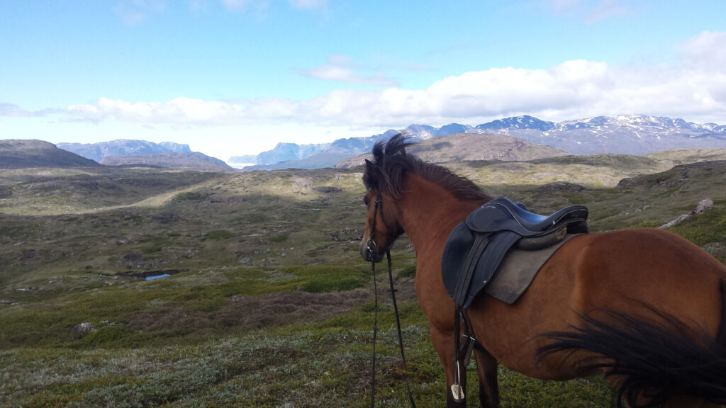 paard in de mooie natuur van Groenland