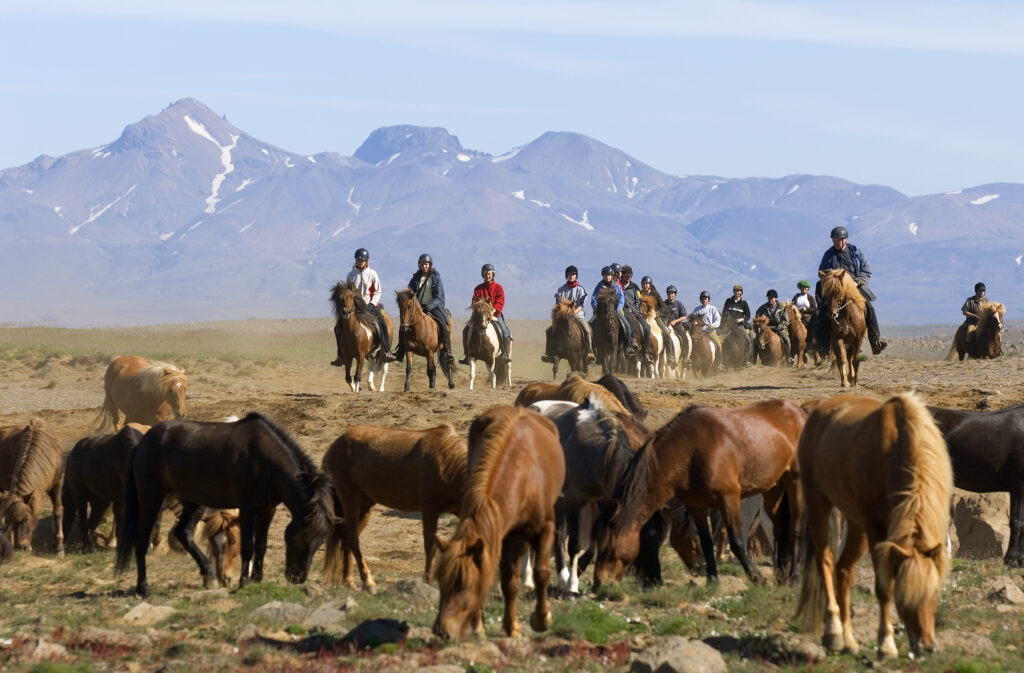 IJslandse paarden met bergen op de achtergrond
