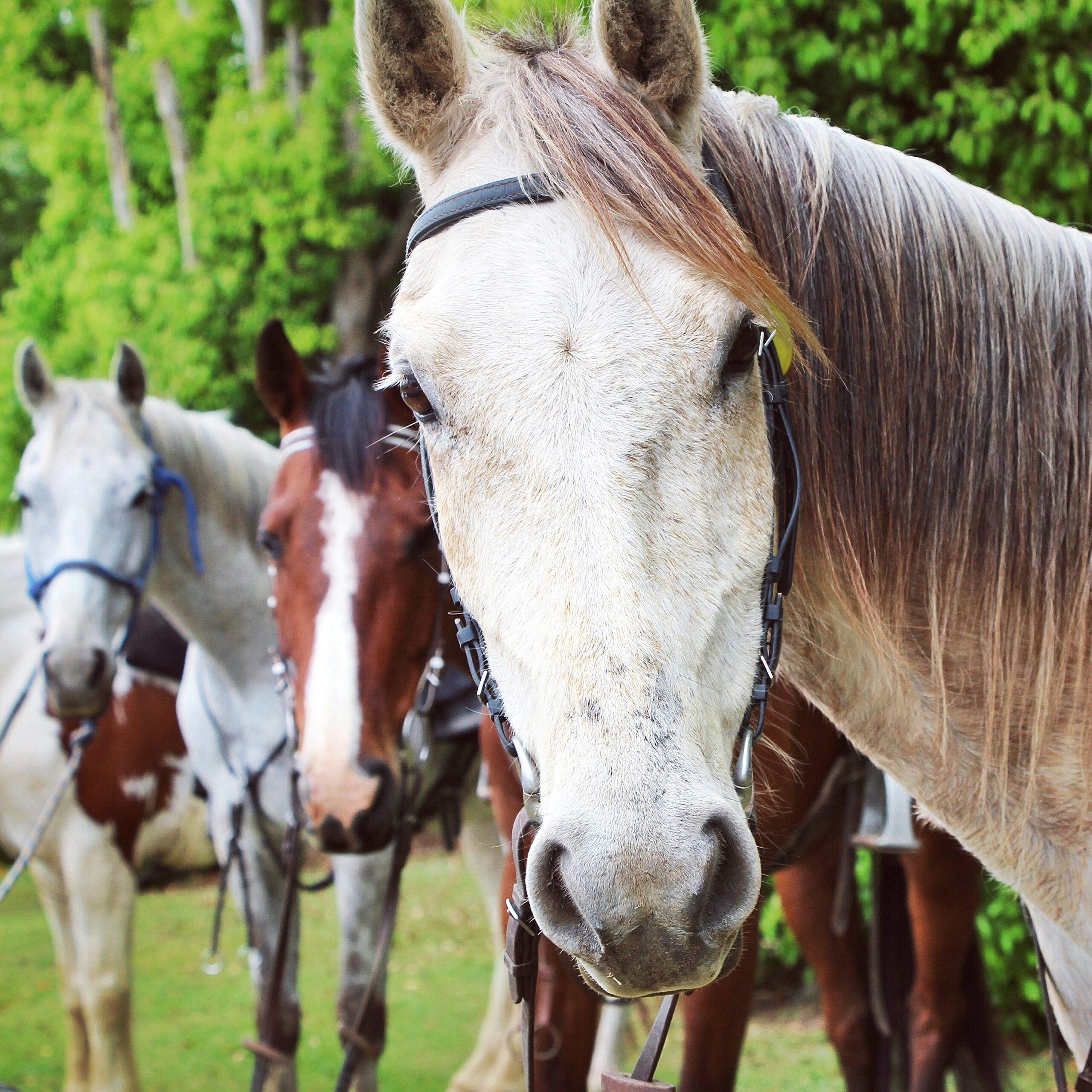 Paardrijden in Nieuw-Zeeland - Vakantie te paard / Reisbureau Perlan