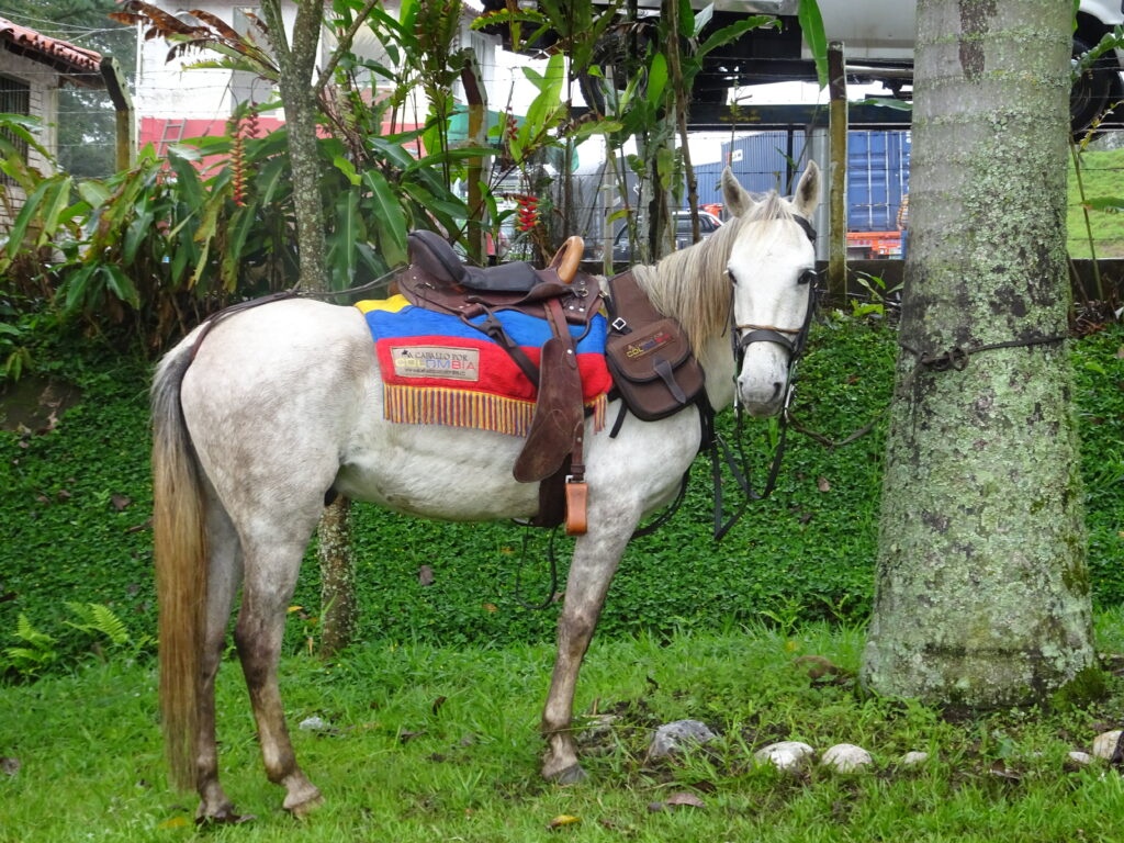 paard in traditionele uitrusting in Colombia