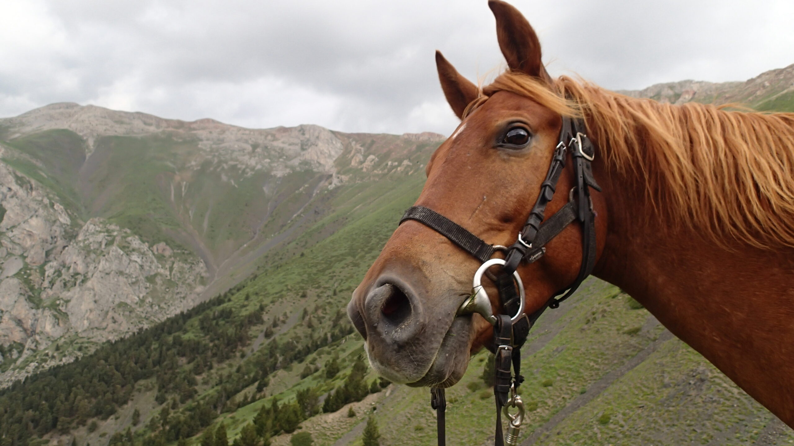 Andorra Trail te paard - Vakantie te paard / Reisbureau Perlan