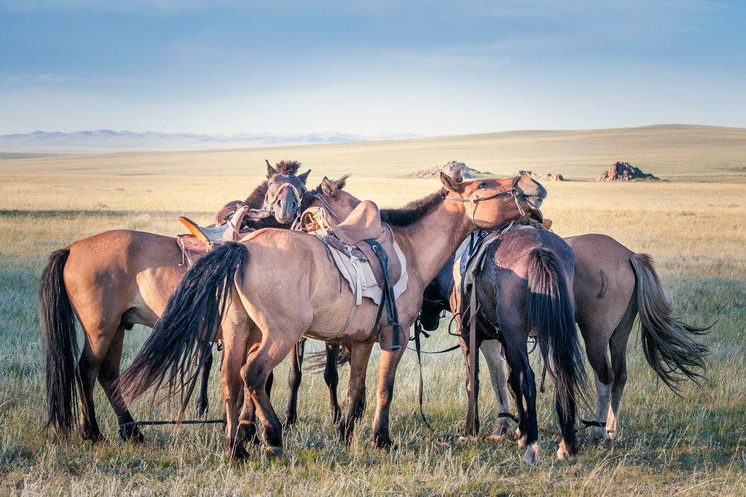 Paardrijden in Mongolië - Vakantie te paard / Reisbureau Perlan