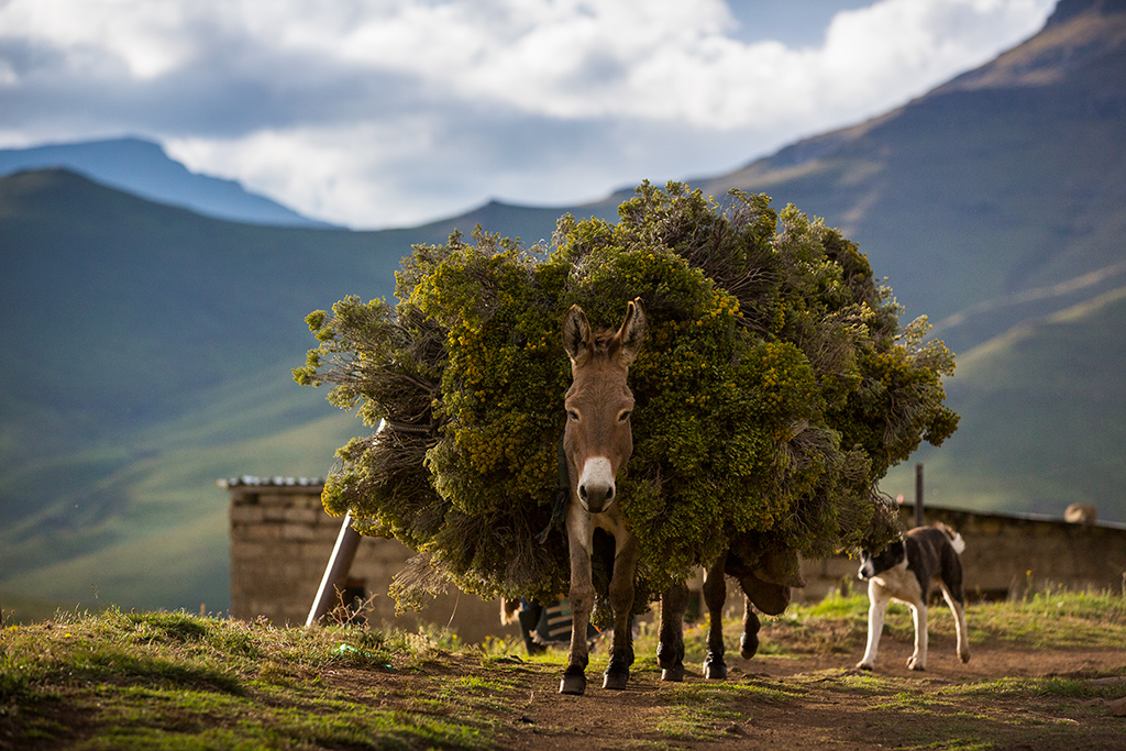 Te paard door Lesotho - Vakantie te paard / Reisbureau Perlan