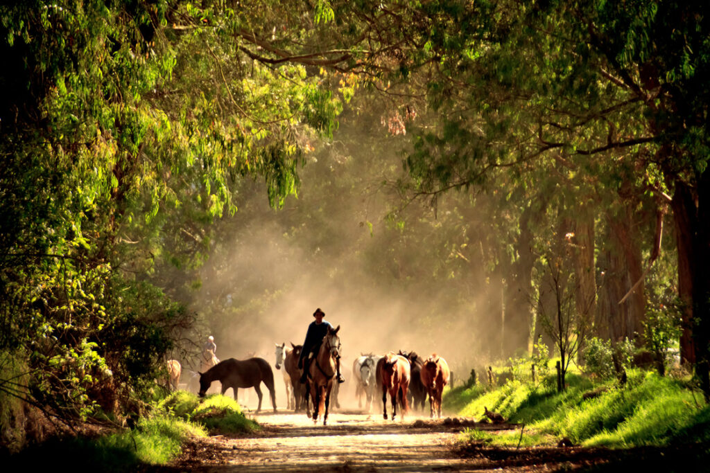 paarden met ruiters in magisch bos in Ecuador