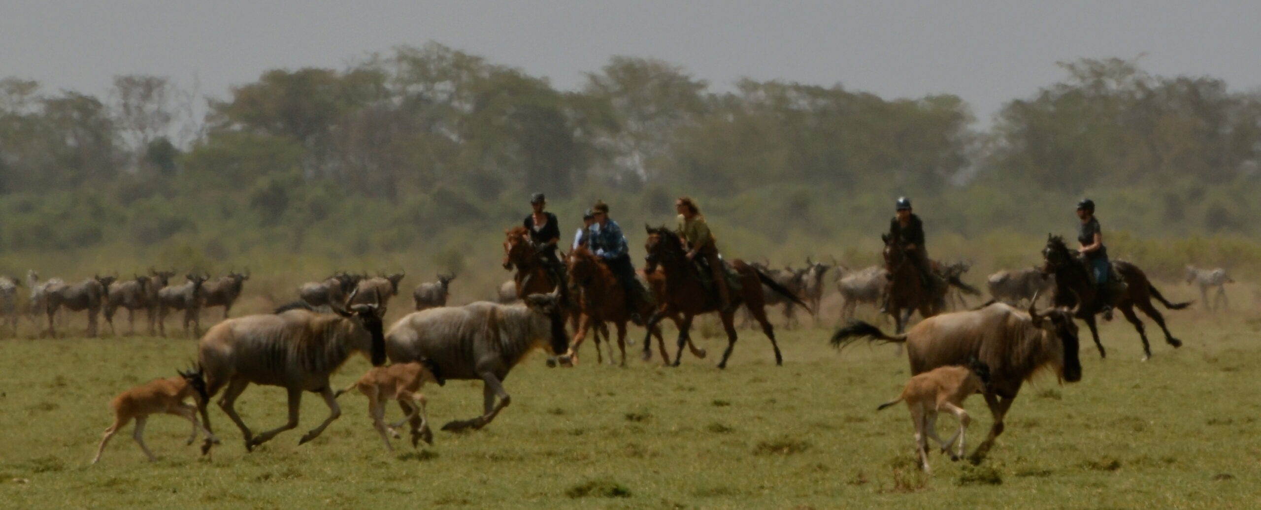 Safari te paard in Kaskazi / Tanzania - Vakantie te paard / Reisbureau Perlan