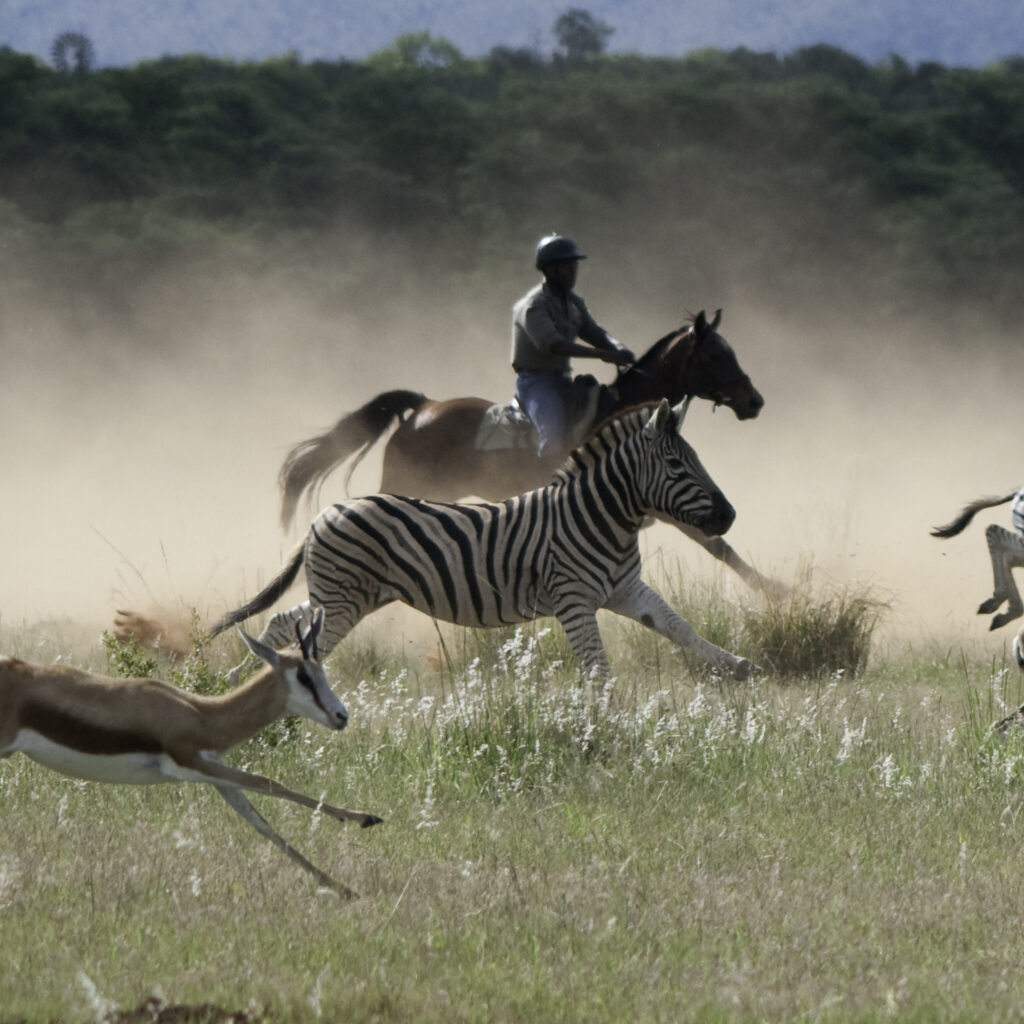 Safari te paard in Waterberg / Zuid Afrika - Vakantie te paard / Reisbureau Perlan