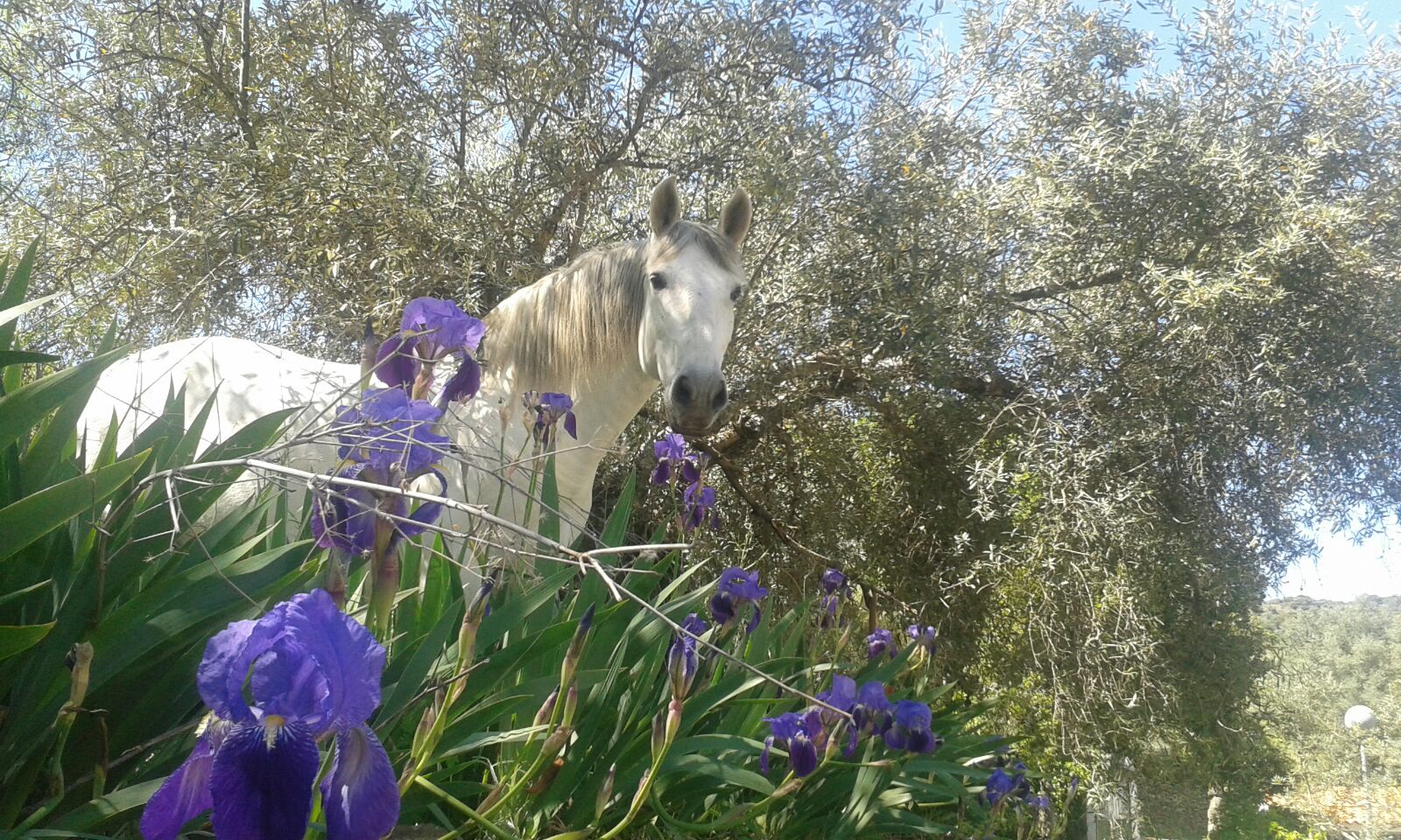 Te paard door Extremadura - Vakantie te paard / Extremadura