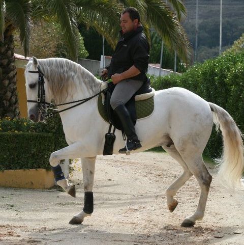 Dressuurstage in Alcainca / Portugal - Vakantie te paard / Reisbureau Perlan