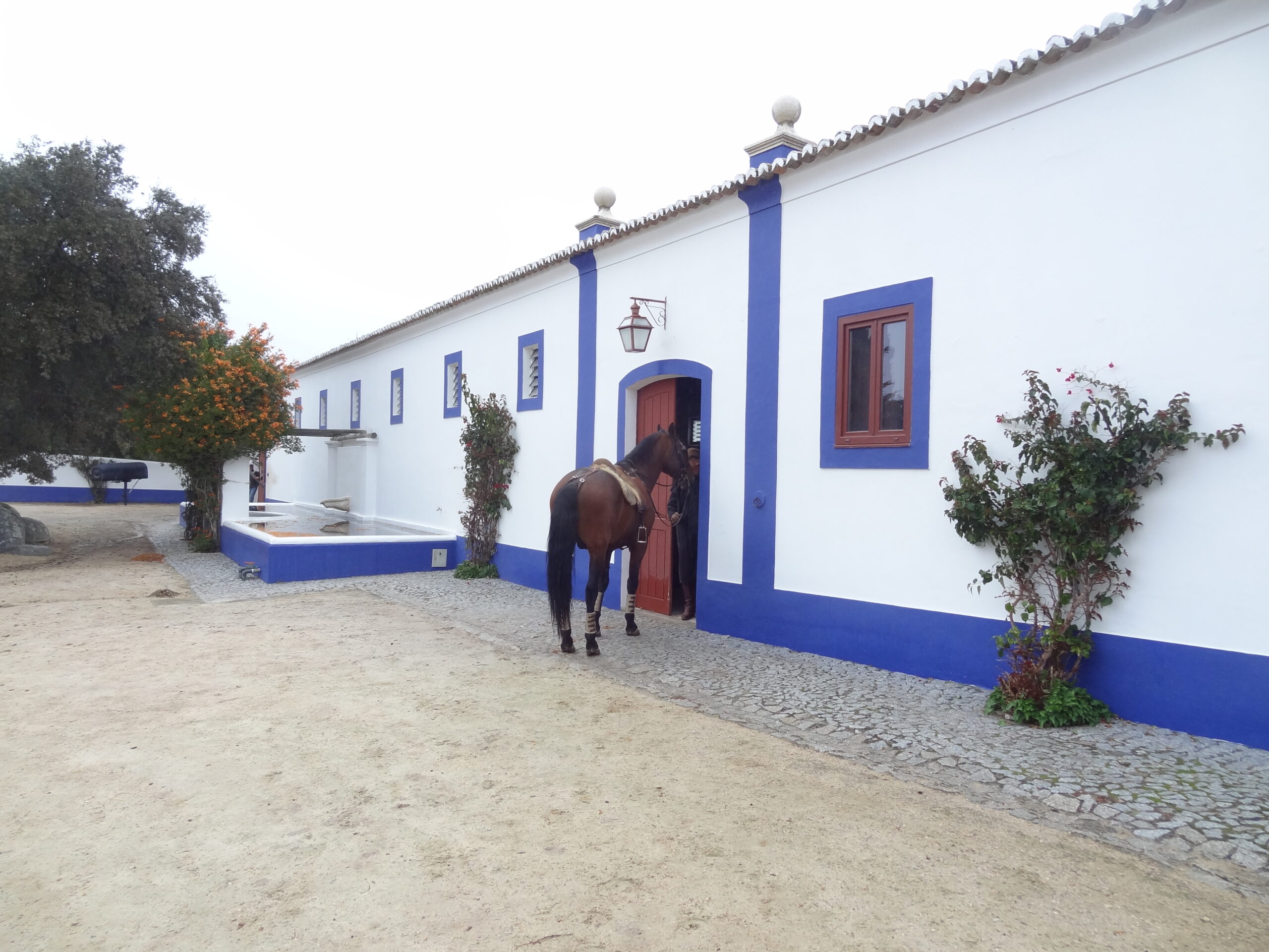 Dressuurstage in Monte Velho / Portugal - Vakantie te paard / Reisbureau Perlan