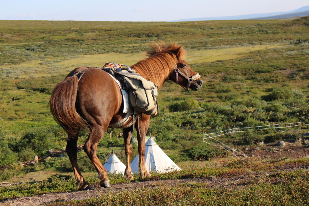 Paardrijden in Zweden - Vakantie te paard / Reisbureau Perlan