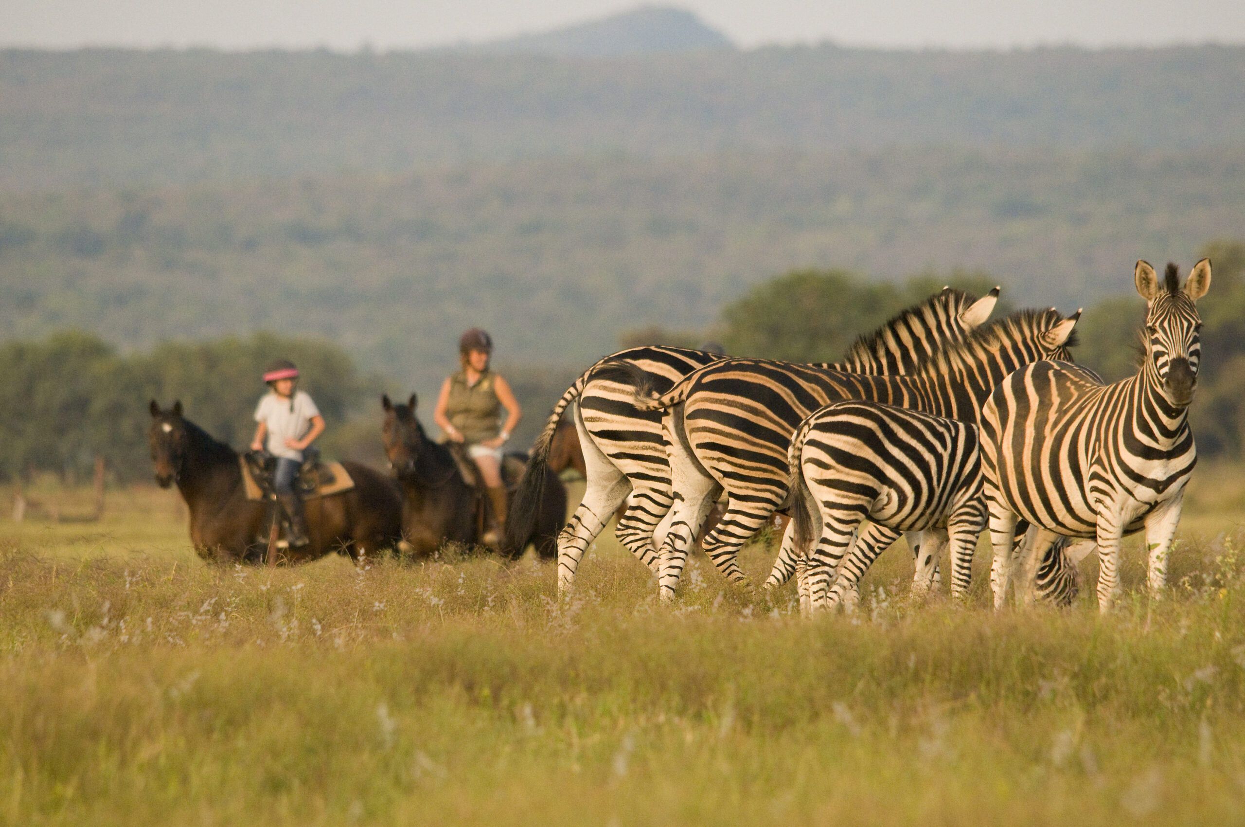 Safari te paard in Waterberg / Zuid Afrika - Vakantie te paard / Reisbureau Perla