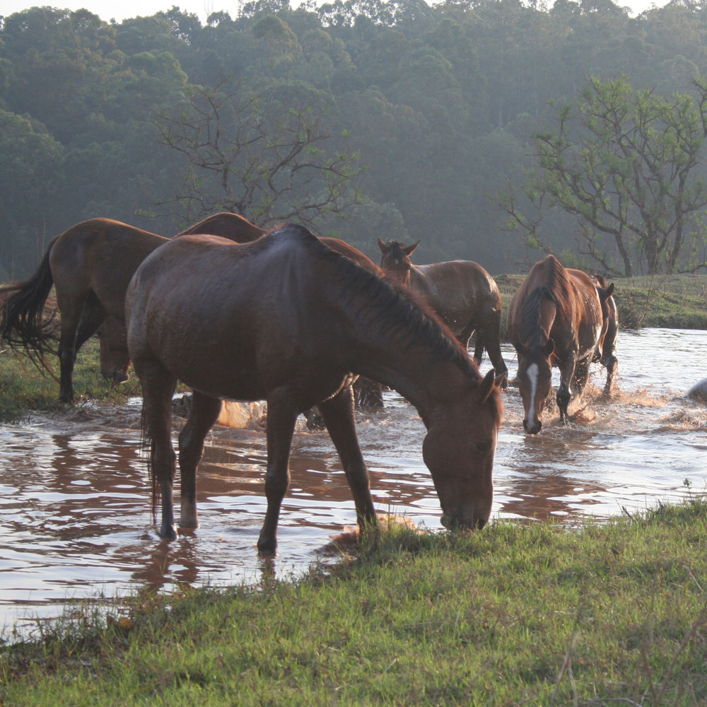 Paardrijden in Eswatani (Swaziland) - Vakantie te paard / Reisbureau Perlan