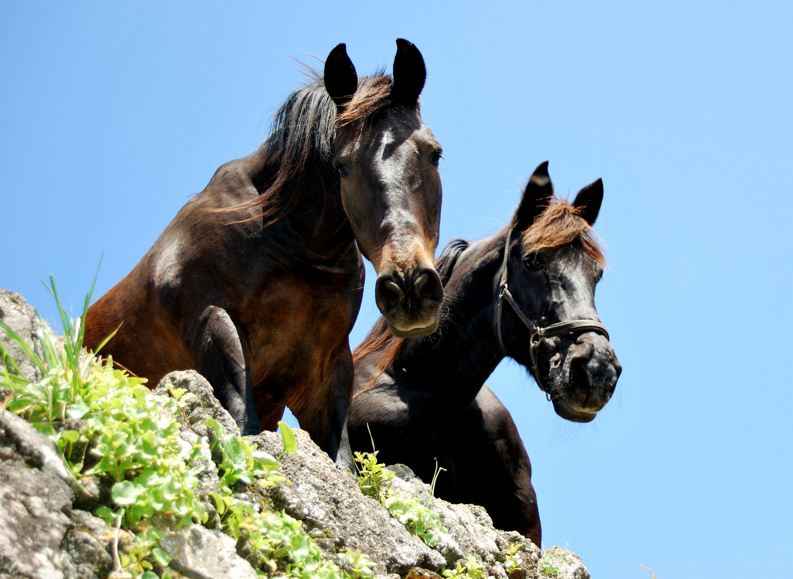 Paardrijden op de Azoren
