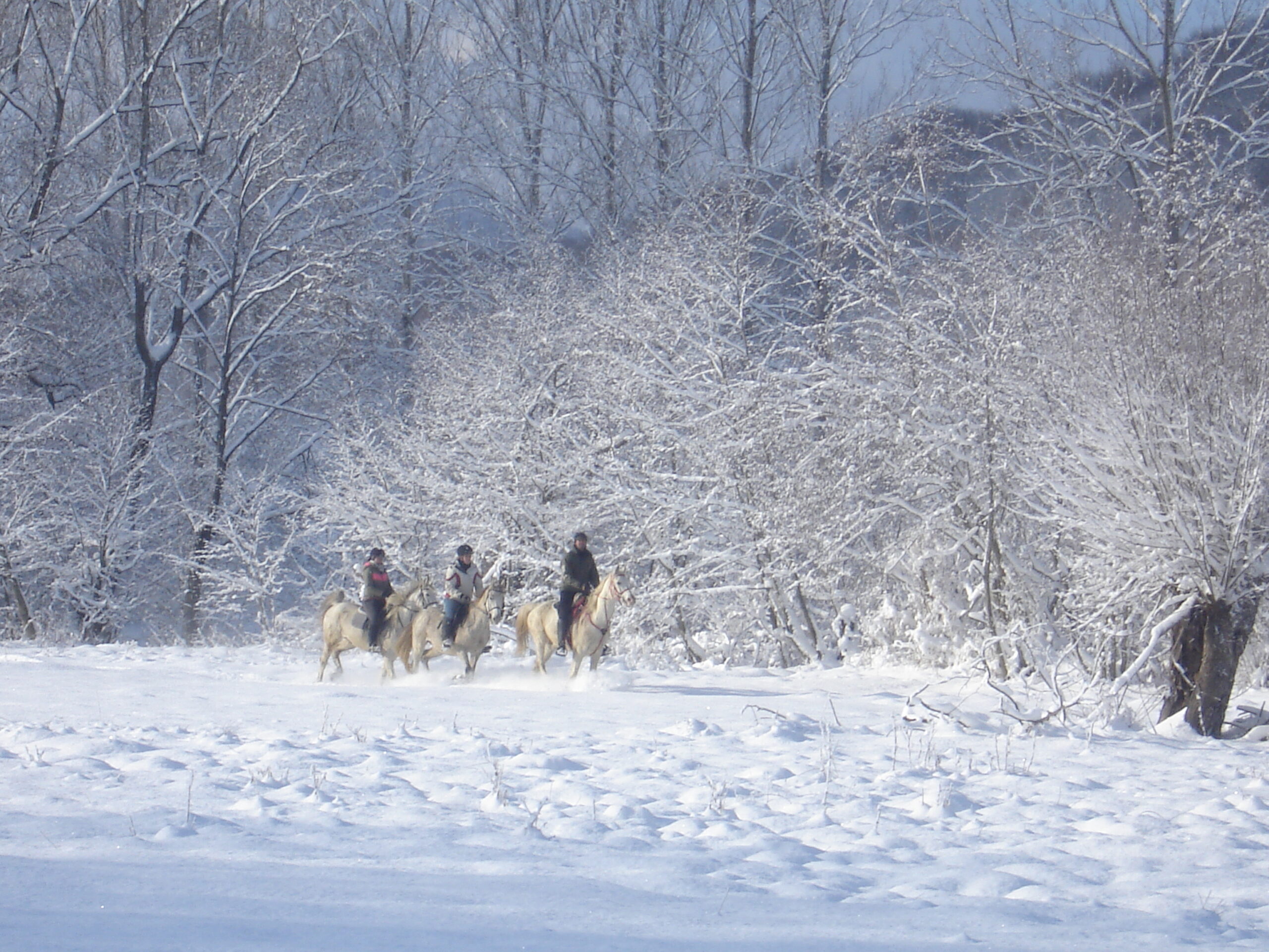 Winterrit in Roemenië - Vakantie te paard / Reisbureau Perlan