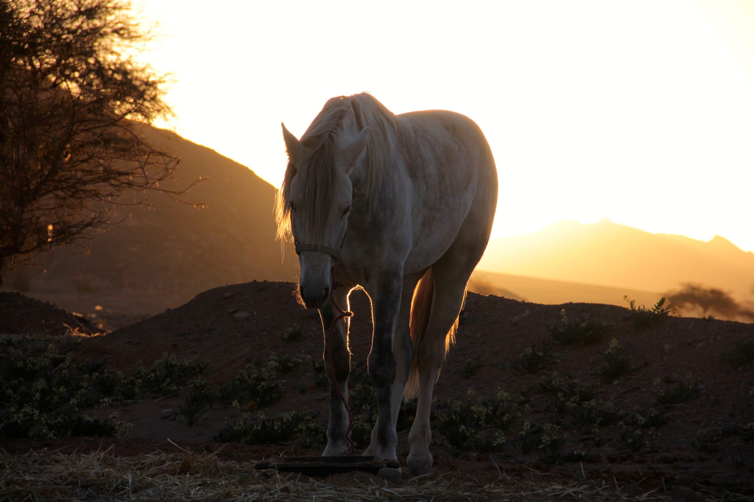 Paardrijden in Marokko - Vakantie te paard / Reisbureau Perlan
