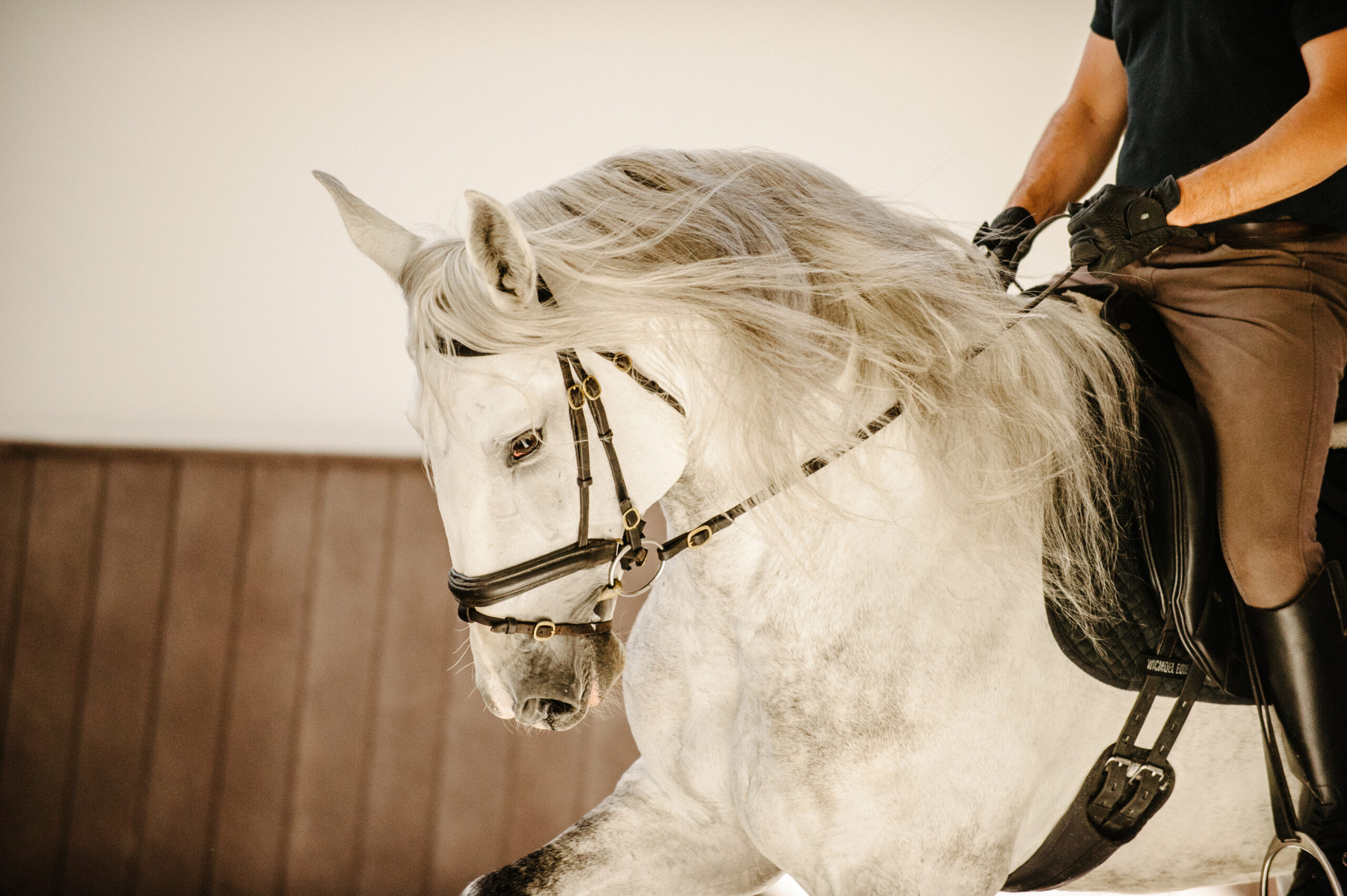 Dressuurstage in Quinta do Rol / Portugal - Vakantie te paard / Reisbureau Perlan