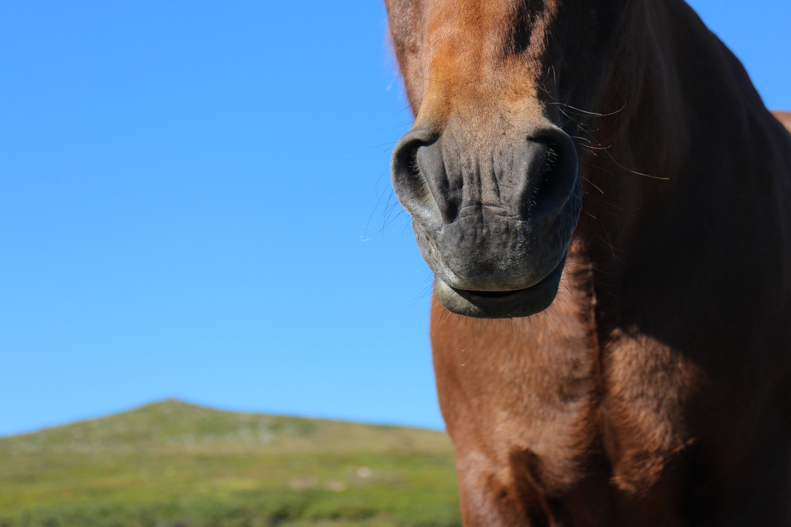 Paardrijden in Zweden - Vakantie te paard / Reisbureau Perlan