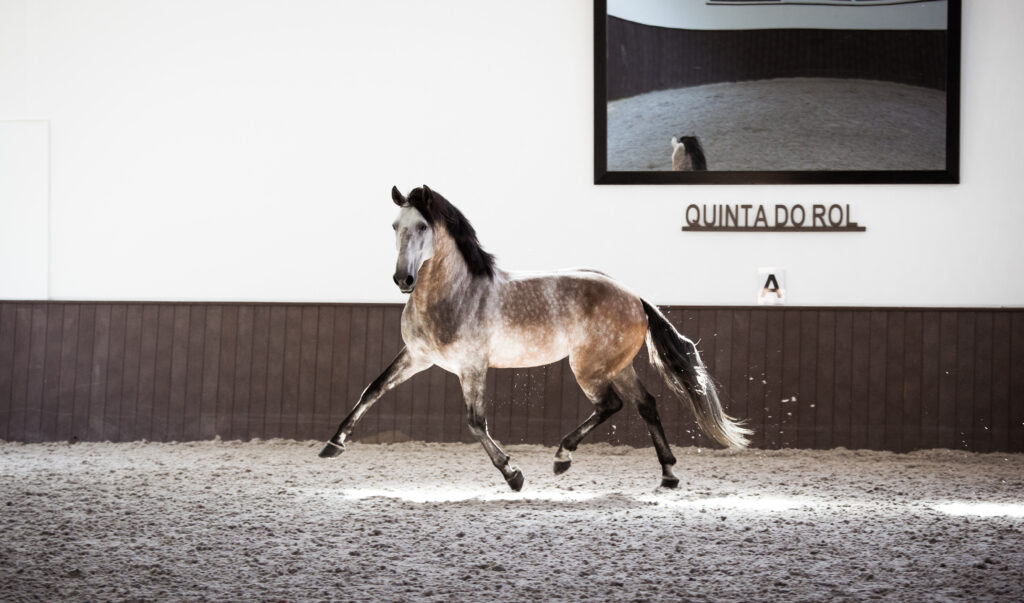 Dressuurstage in Quinta do Rol / Portugal - Vakantie te paard / Reisbureau Perlan