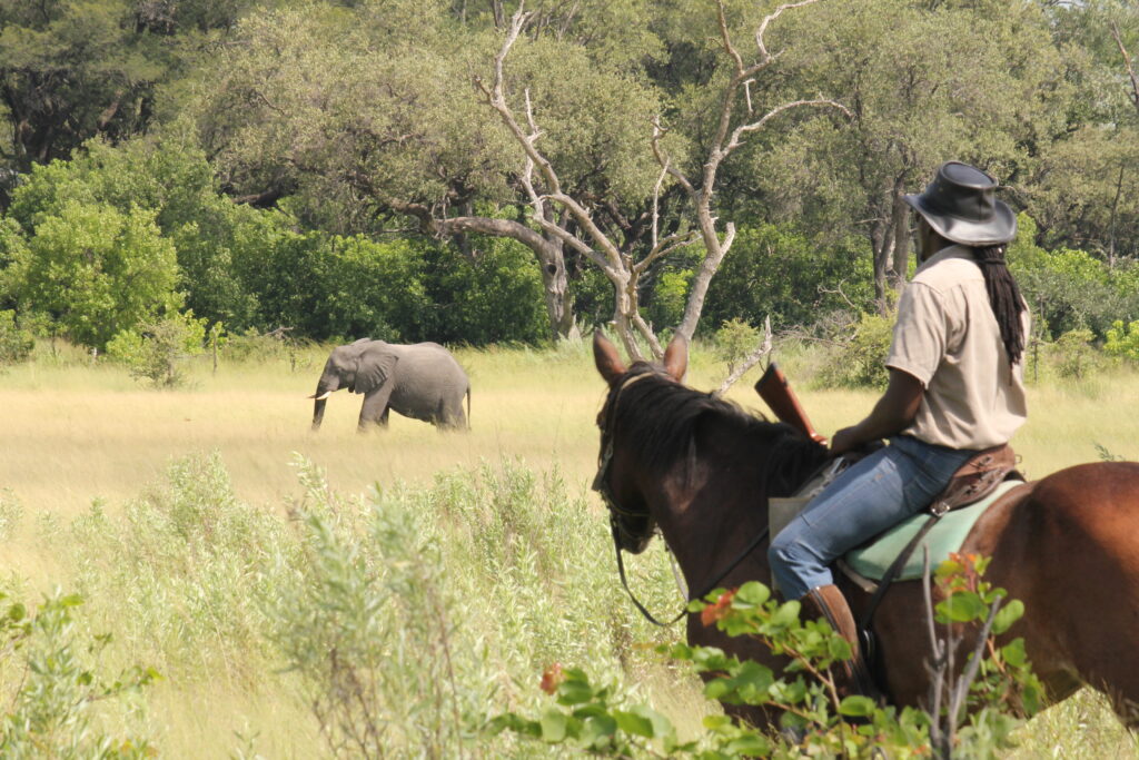 Safari te paard in de Okavango Delta / Botswana - Vakantie te paard / Reisbureau Perlan