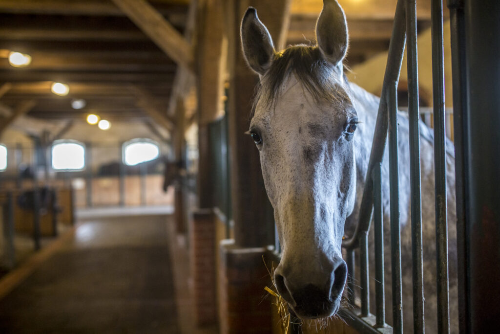 Koninklijk paardrijden in Galiny Palace Polen - Vakantie te paard / Reisbureau Perlan