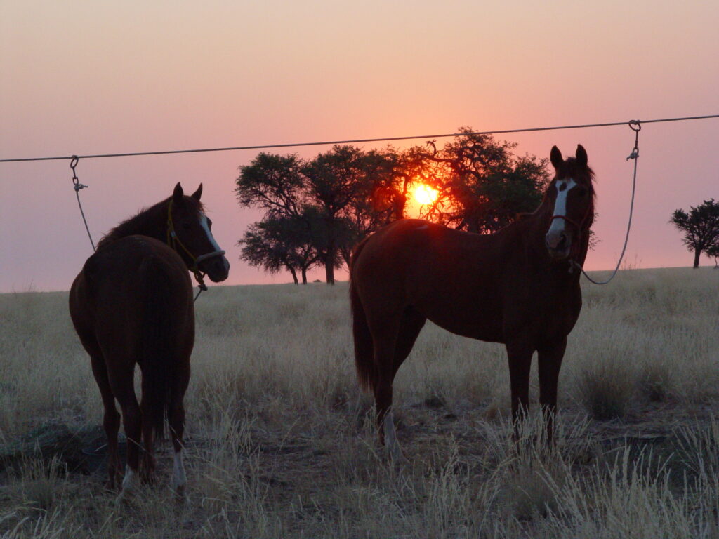 Te paard in Namibië - Vakantie te paard / Reisbureau Perlan