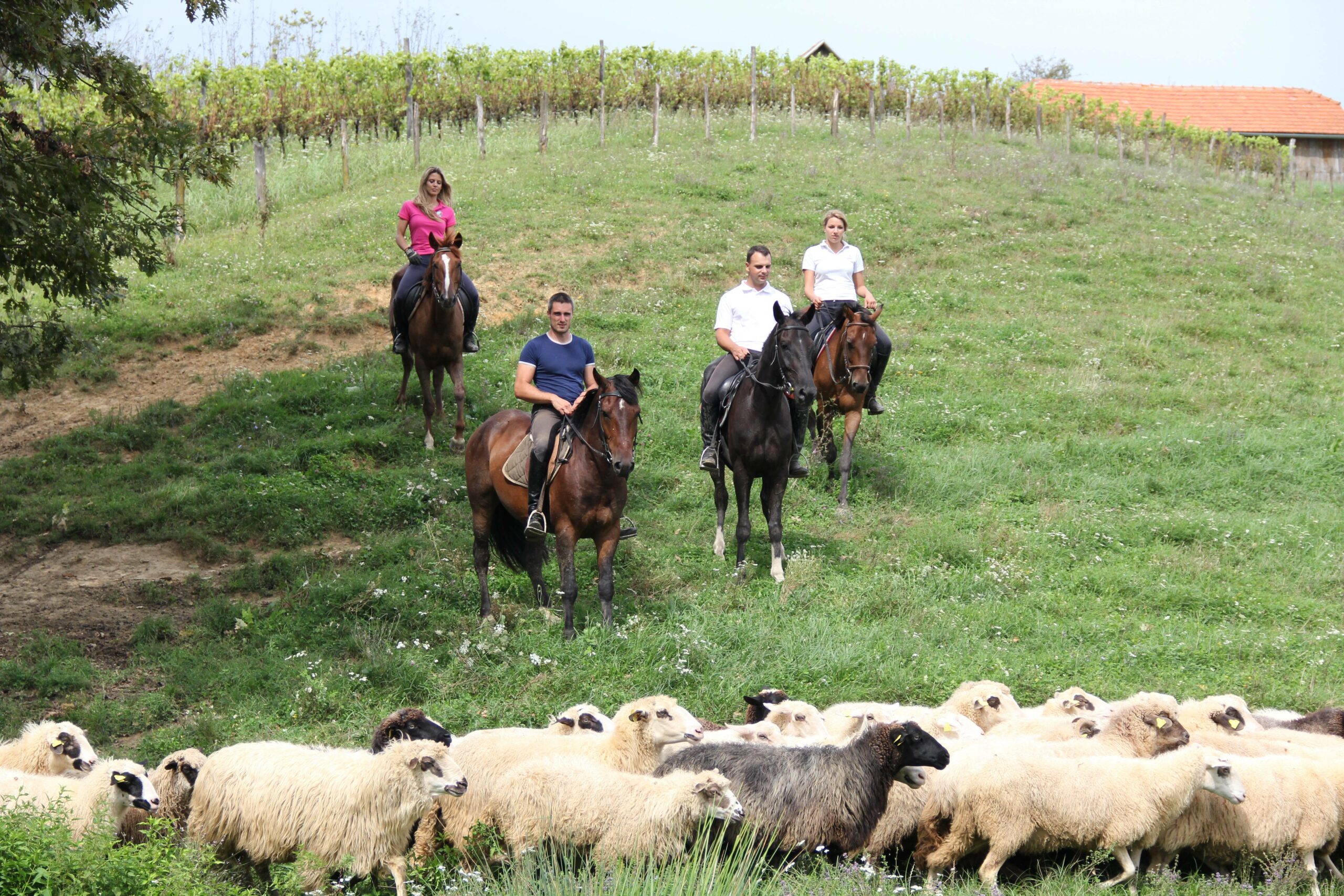 Paardrijden in Kreta - Vakantie te paard / Reisbureau Perlan