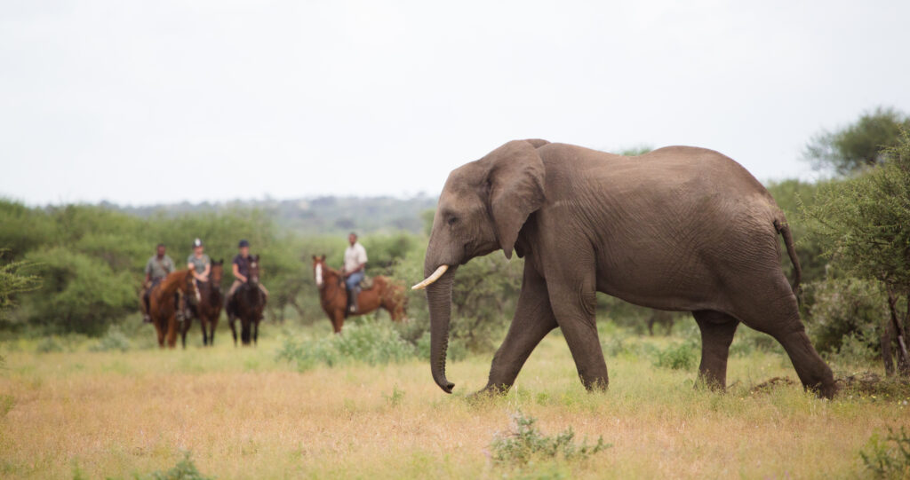 Safari te paard in de Tuli Block / Botswana - Vakantie te paard / Reisbureau Perlan