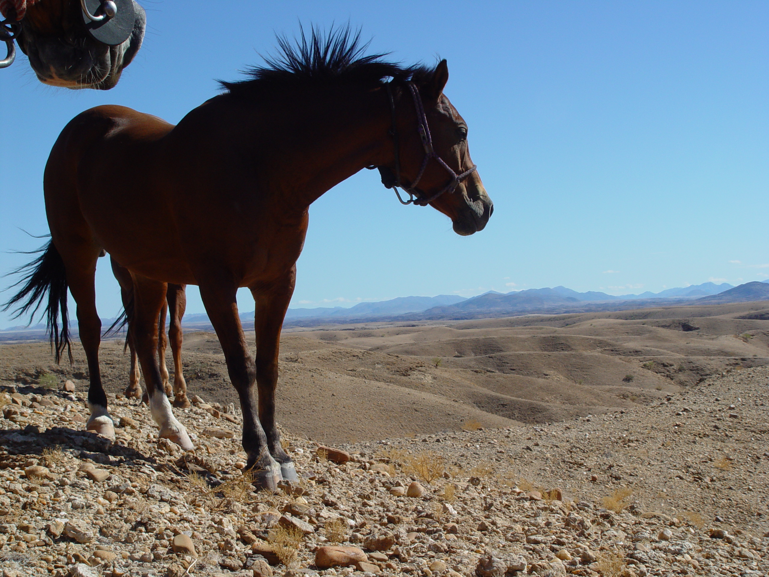 Paardrijden in Namibië - Vakantie te paard / Reisbureau Perlan