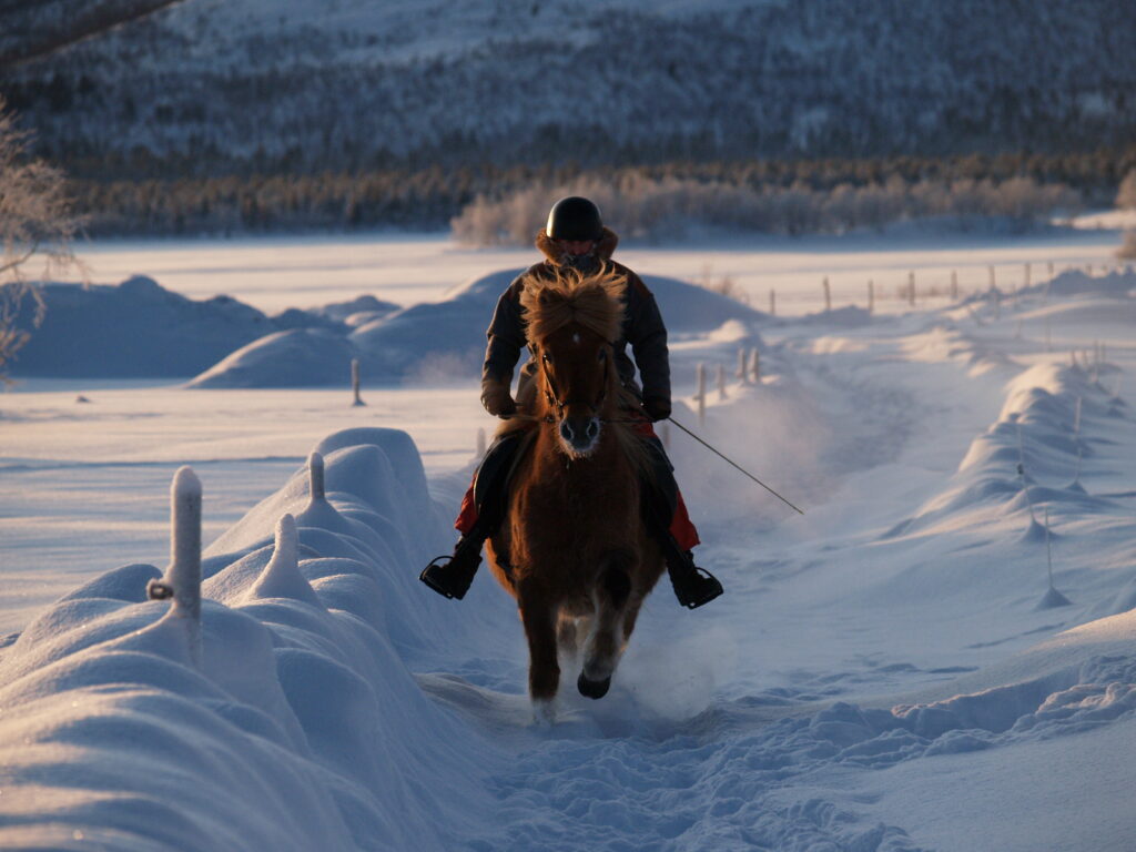 Paardrijden tijdens de winter in Zweden - Vakantie te paard / Reisbureau Perlan