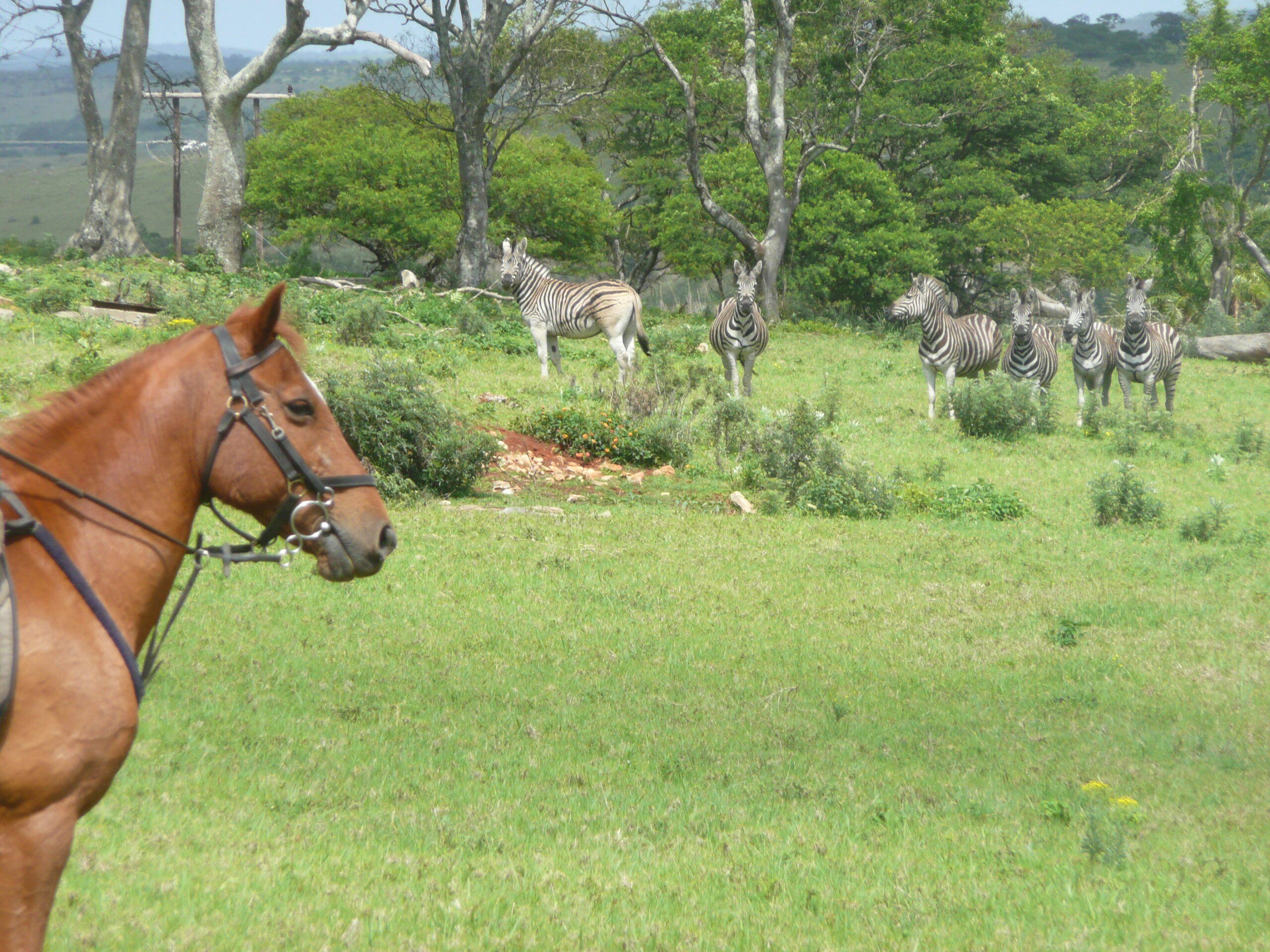 Paardrijden aan de Wild Coast in Zuid Afrika - Vakantie te paard / Reisbureau Perlan