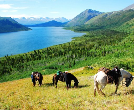 Te paard door de wildernis in Canada - Vakantie te paard / Reisbureau Perlan