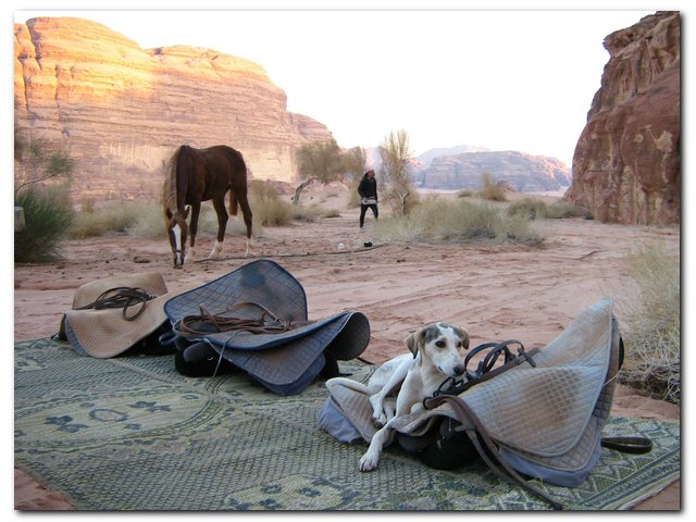 Paardrijden in Jordanië - Vakantie te paard / Reisbureau Perlan