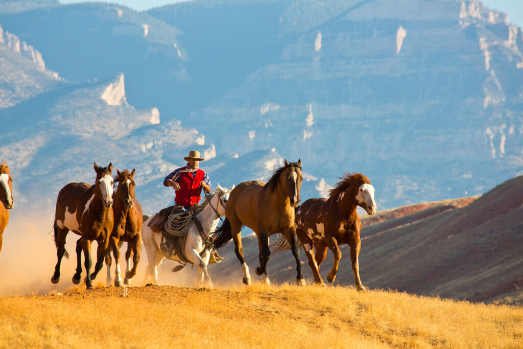 Western paardrijden - Reisverslag Ranch Vakantie te paard in Wyoming, Noord Amerika - Reisverslag en ervaring paardrijvakantie - Vakantie te paard / Reisbureau Perlan
