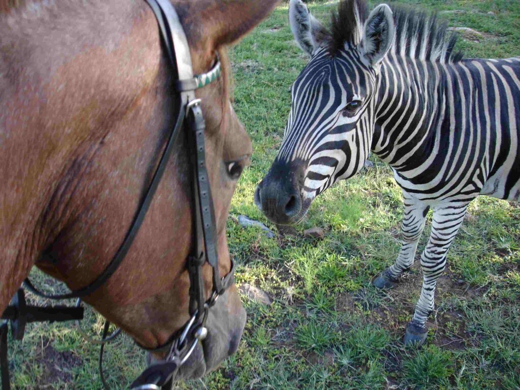 Safari te paard in Zuid Afrika en Botswana - Vakantie te paard / Reisbureau Perlan