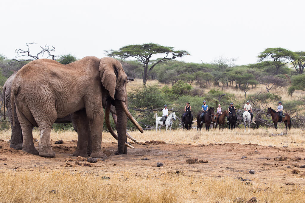 paardrijden tussen de olifanten in Ol Donyo in Kenia