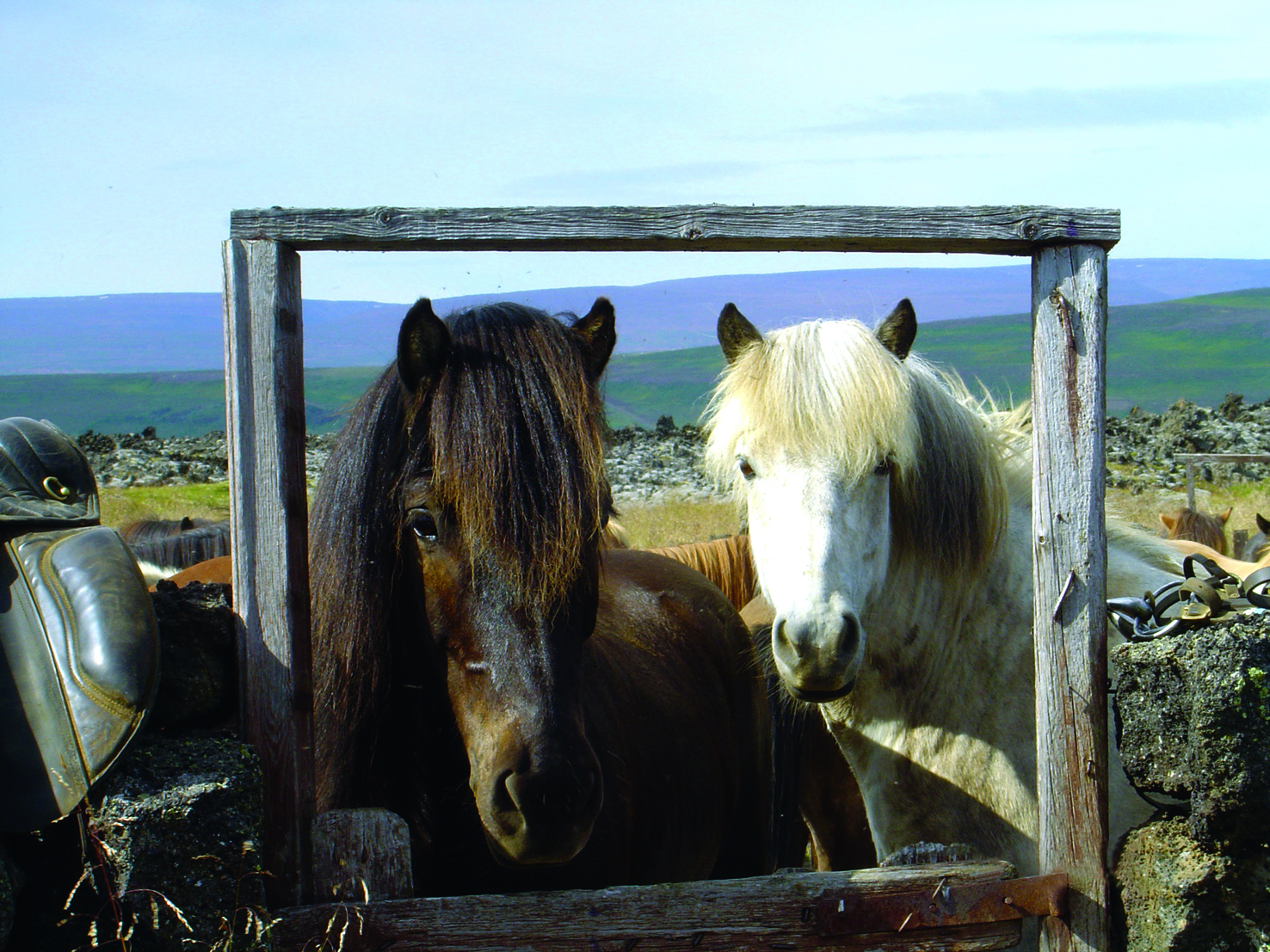 twee paarden die door raamwerk kijken