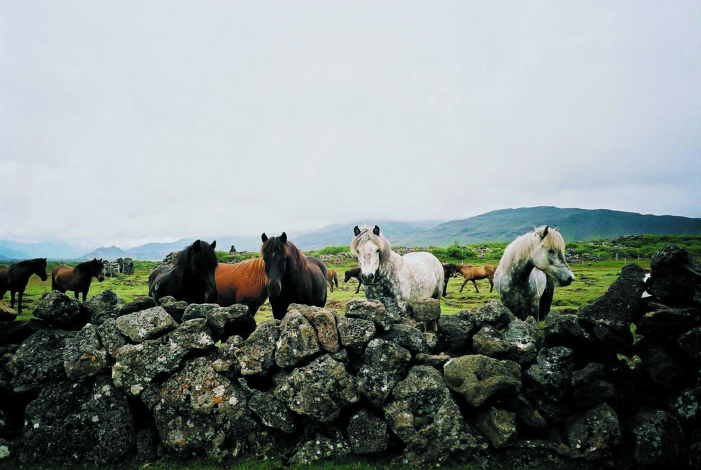 Dappere en voetzekere IJslandse oerpaardjes - vakantie te paard - paardrijvakanties - ruitervakanties